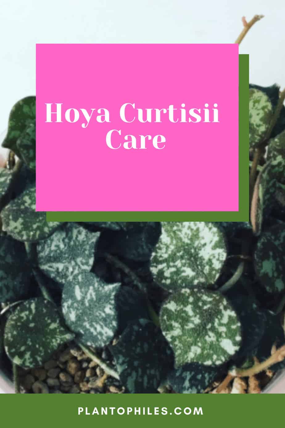 Hoya Curtisii Care And Growing Guide