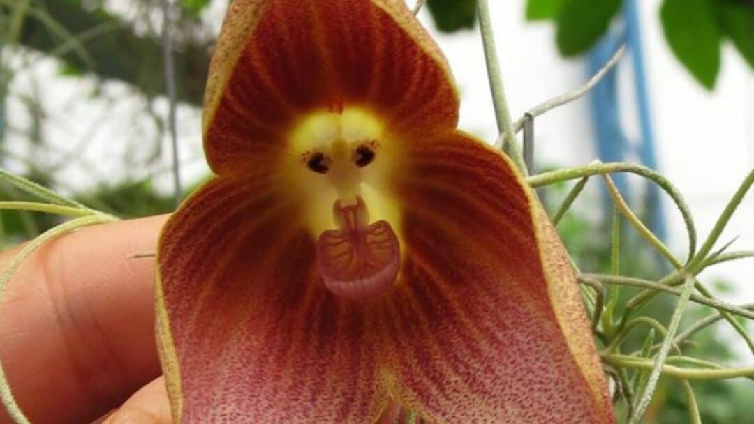 Monkey Face Orchid Dracula Simia The Ultimate Guide