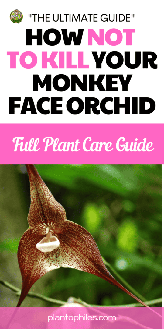 Monkey Face Orchid Dracula Simia The Ultimate Guide