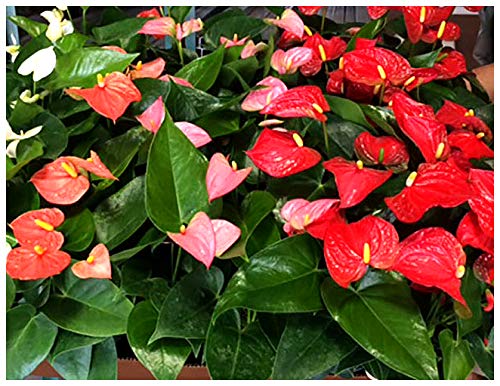 Professional Nursery Grade Anthurium Fertilizer 4 LB 6 Month Slow Release Flamingo Flower Plant Food