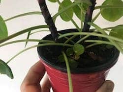 Pilea Peperomioides Plant How To Care And Propagate - 