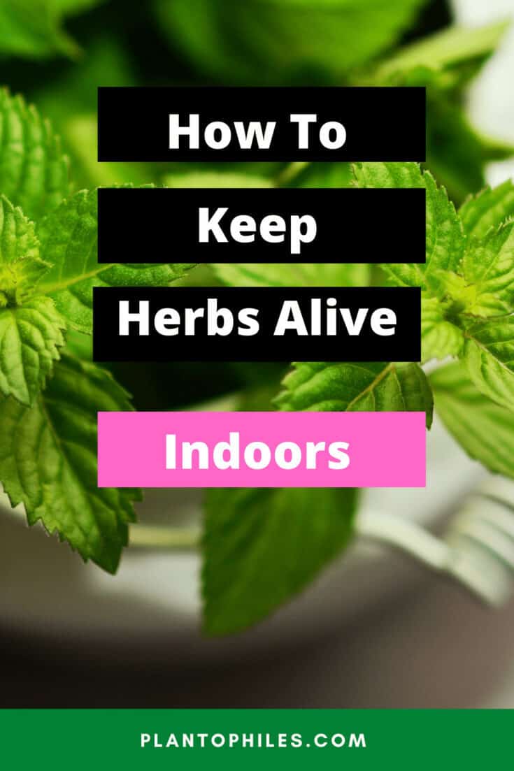 How to keep herbs alive indoors