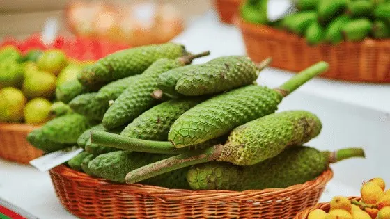 The Monstera Deliciosa fruit can be eaten and is said to taste like a mix between pineapple and banana