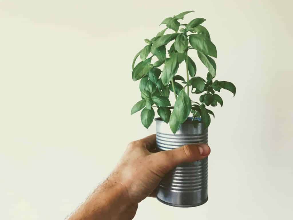 How to Keep Herbs Alive Indoors - Best Tips! 1