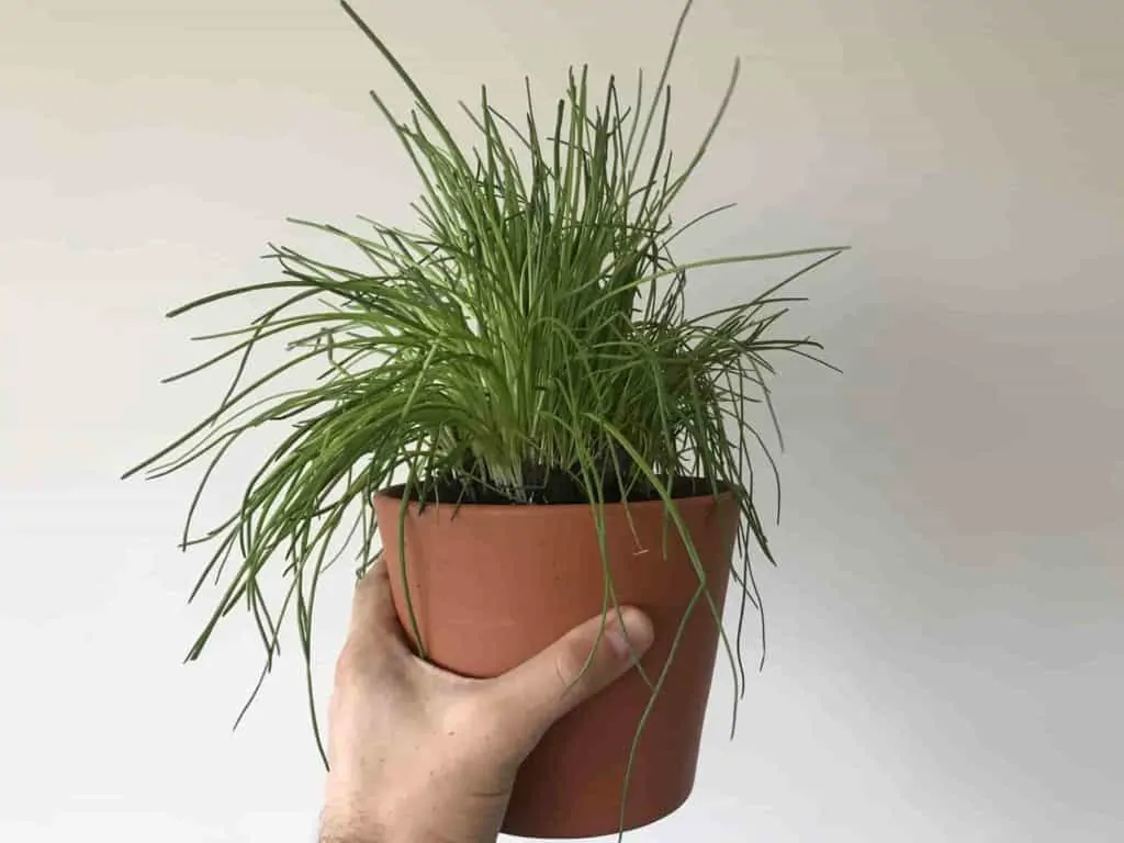 Tipps & Tricks to grow chives indoors.