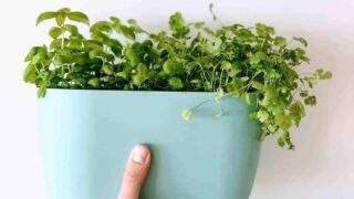 Grow herbs indoors