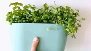Grow herbs indoors