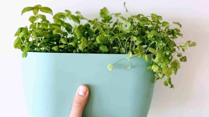 10 Best Tips How to Keep Herbs Alive Indoors – Best Guide