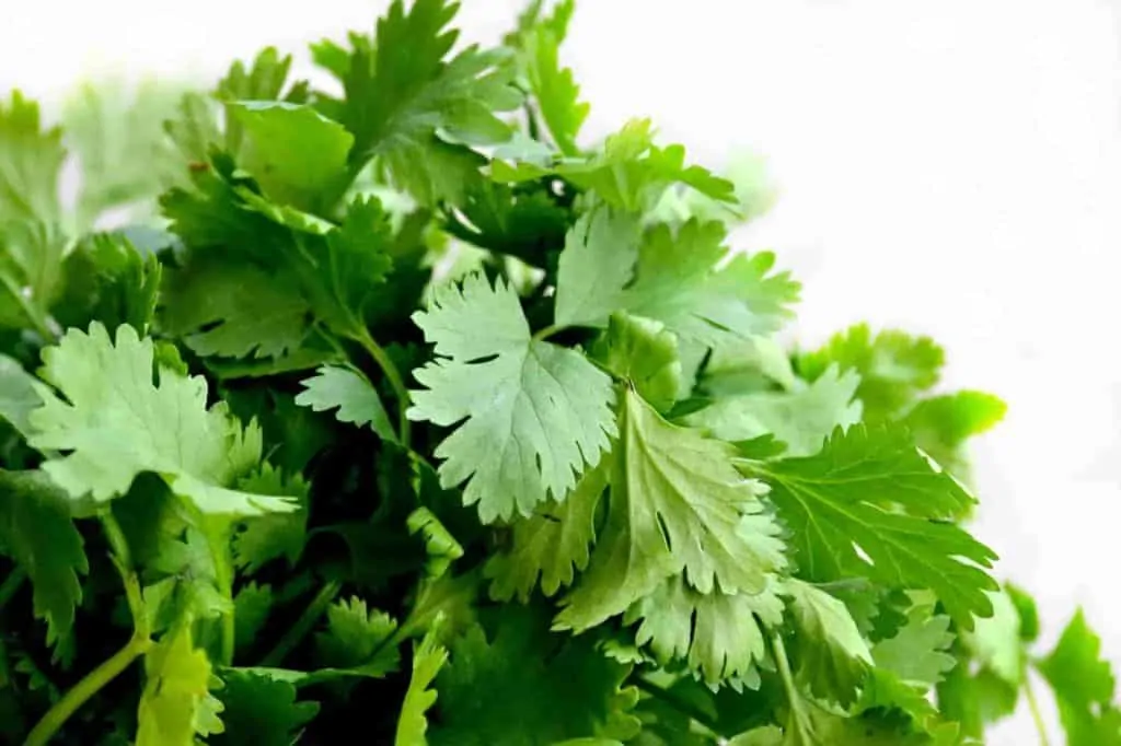 Cilantro is an exotic herb