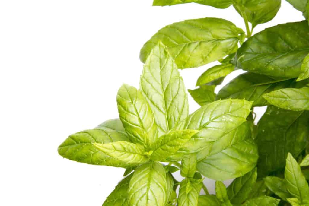 Peppermint a great herb
