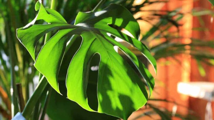 8 Best Tips For Monstera Deliciosa Care – Read This