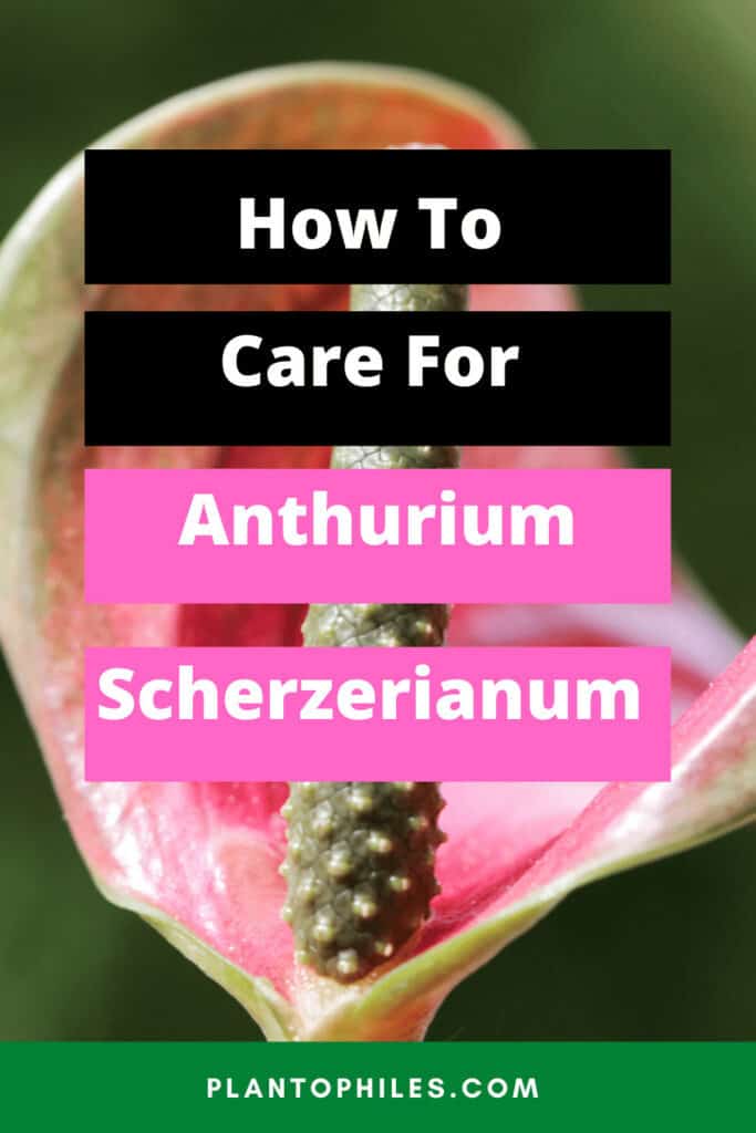 How to Care for Anthurium Scherzerianum