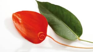 Leaf and flower in one picture. Look at the lanceolate leaf shape