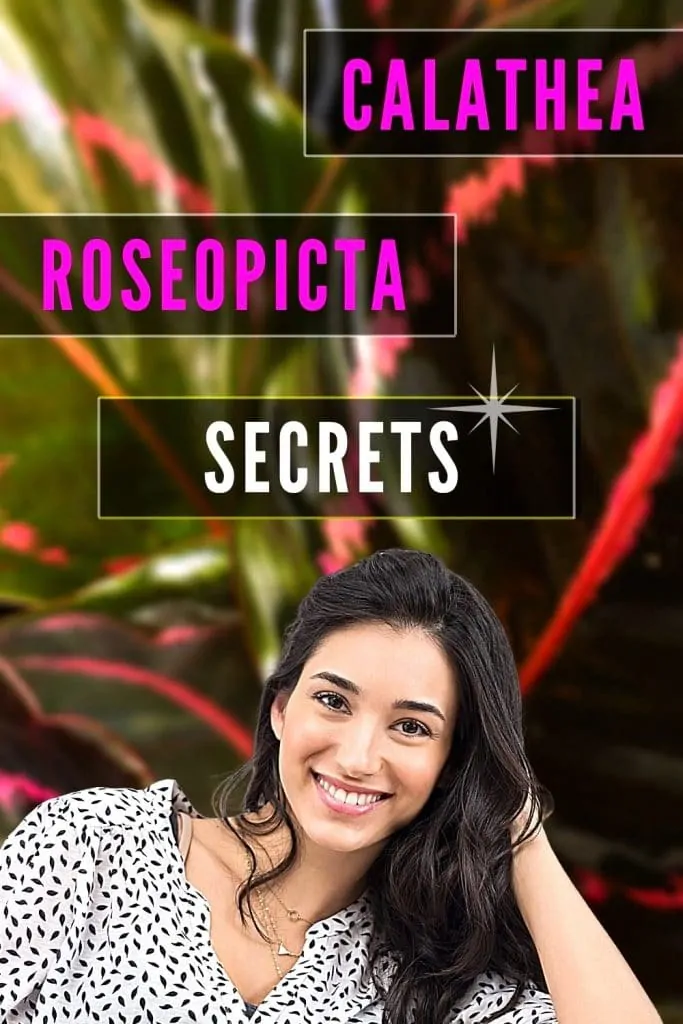 Calathea Rosepicta Secrets Update
