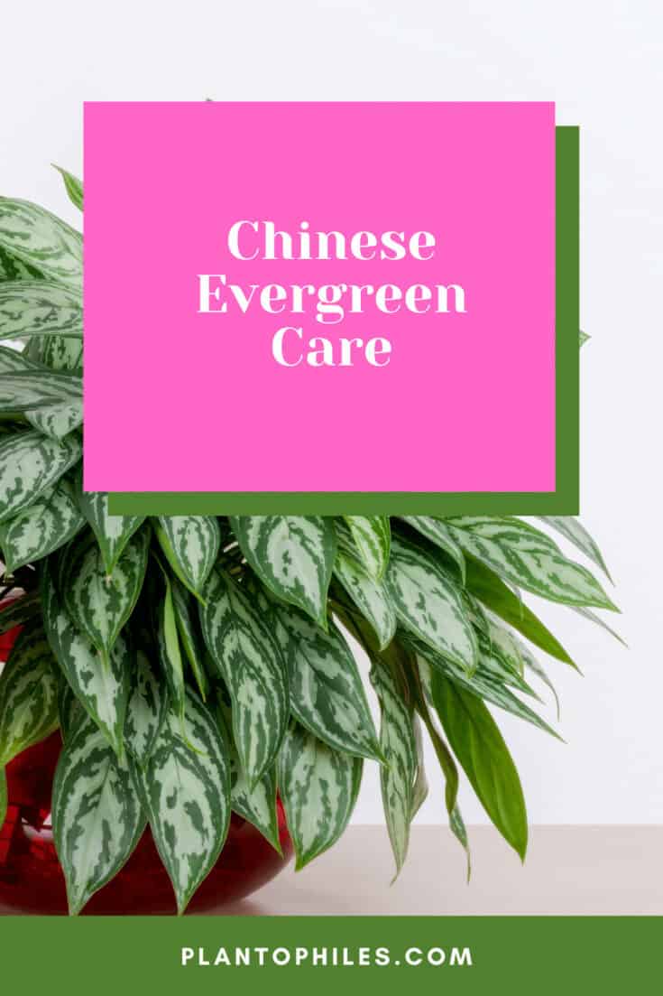 Chinese Evergreen Care