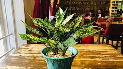 Chinese Evergreen Care – #1 Best Secrets!