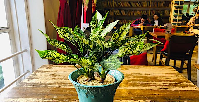 Chinese Evergreen Plant Care