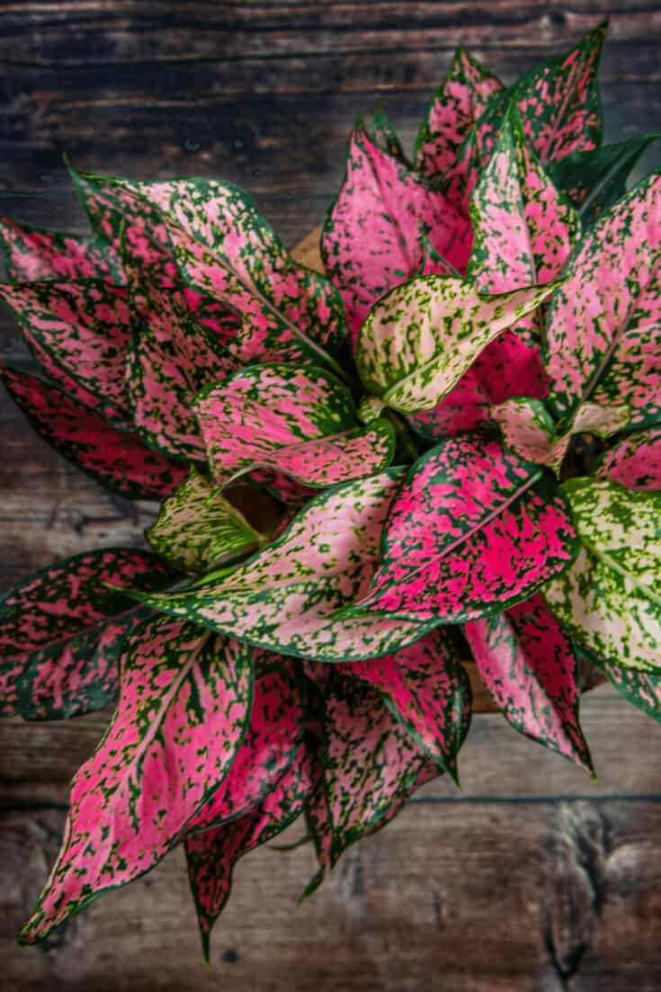 Chinese Evergreen has striking foliage and comes as multiple cultivars