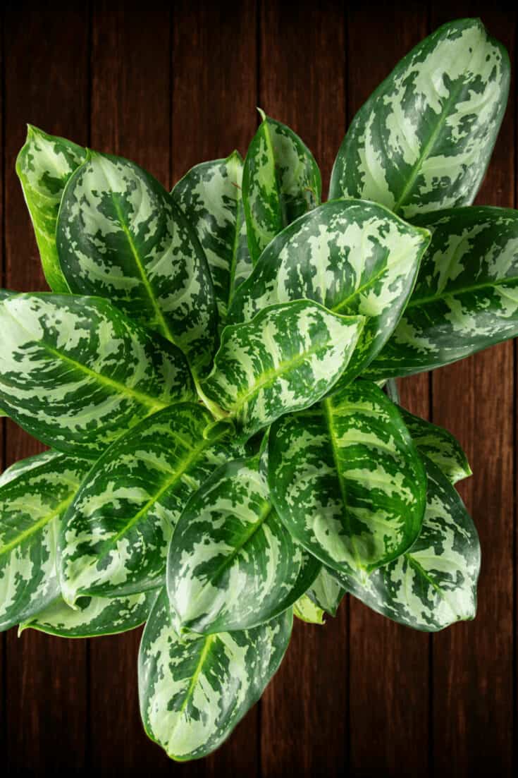 Chinese Evergreen need bright indirect light and are tolerant of lower light conditions
