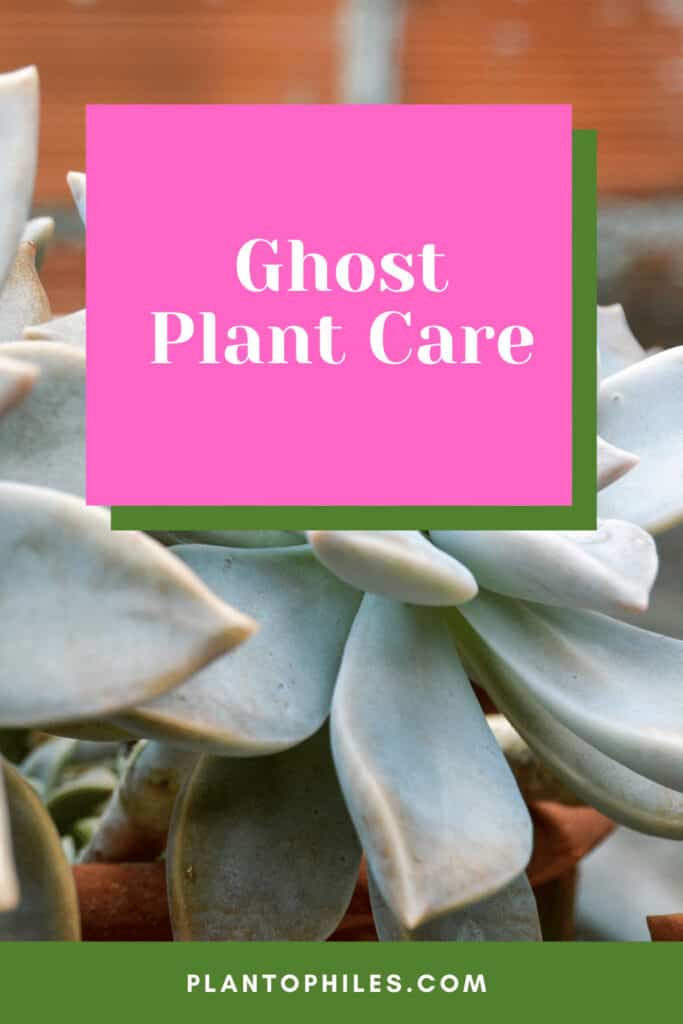 Ghost Plant Care
