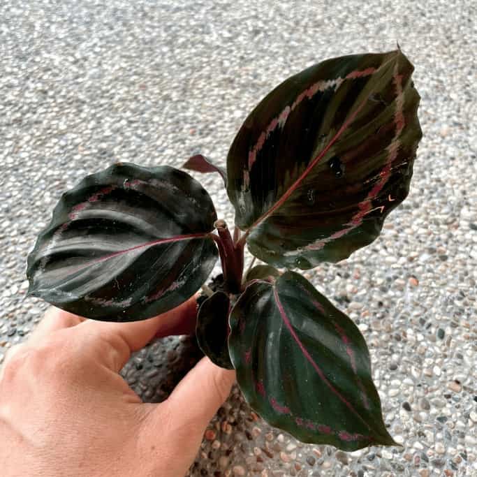 Calathea Roseopicta Care - What You Need To Know