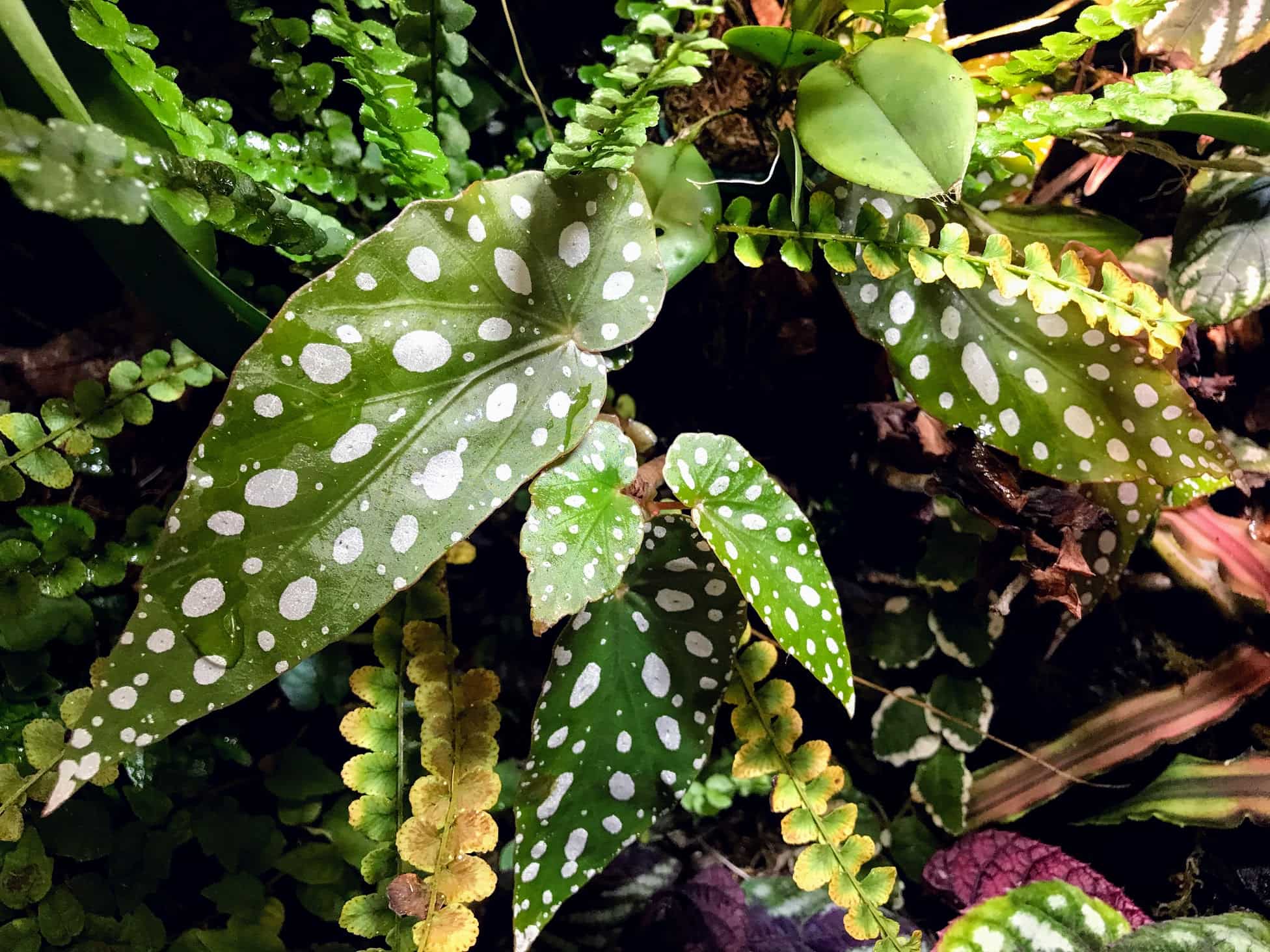 #1 Best Begonia Maculata Care – Top Secrets Revealed