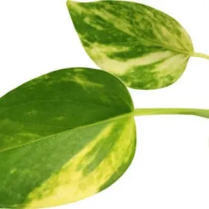 Golden Pothos green and yellow colored leaves