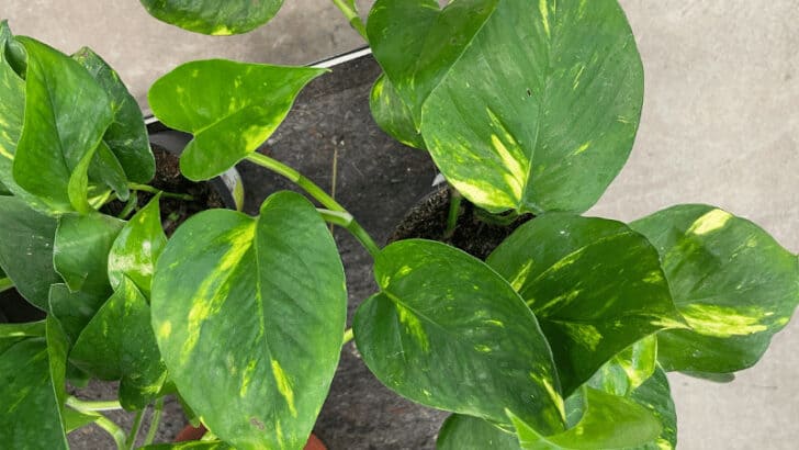 Pothos Care & Growing Guide