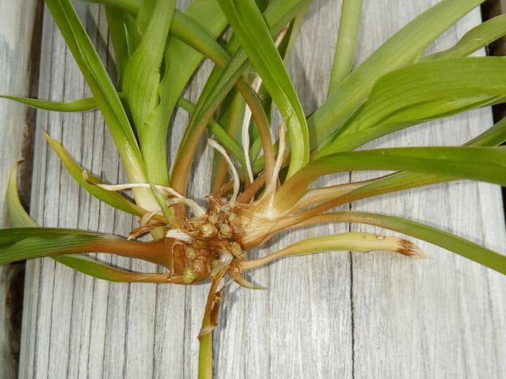 Rhizome on a spider plant