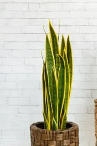 Sansevieria can grow up to 12 feet high (3.7m)