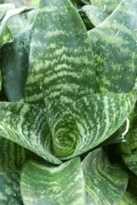 Sansevieria grow best in a humidity between 40-50%