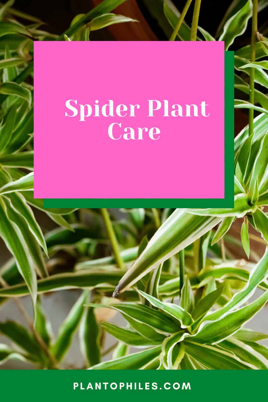 Spider Plant Care