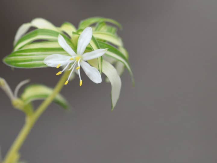 Spider plant in bloom