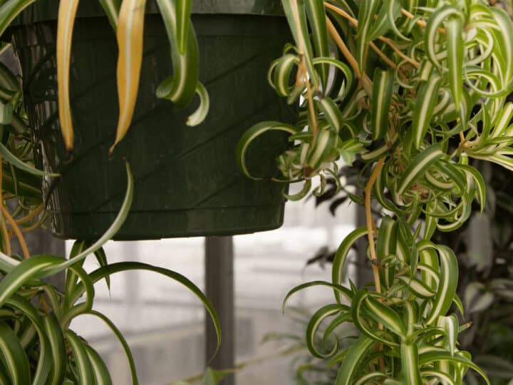 Spider plant with plantlets hanging down