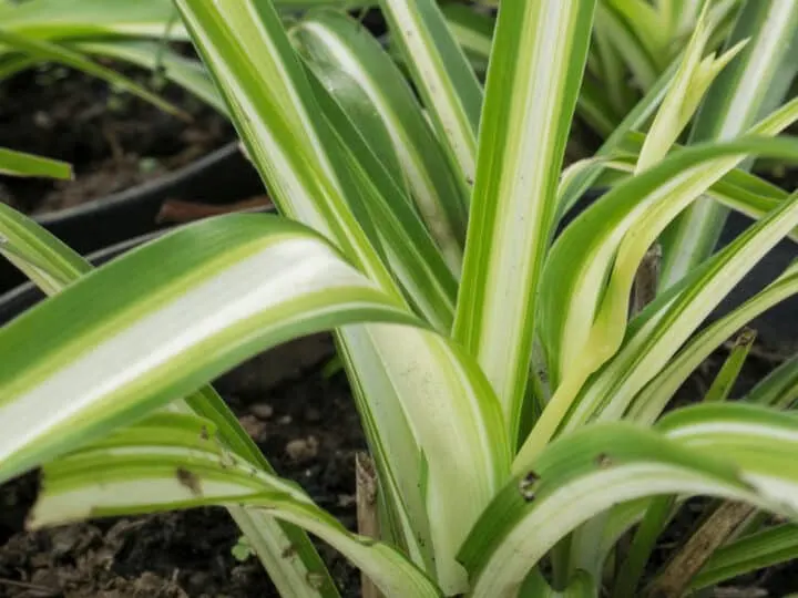 Spider plants are as tough as nails and so easy to care for