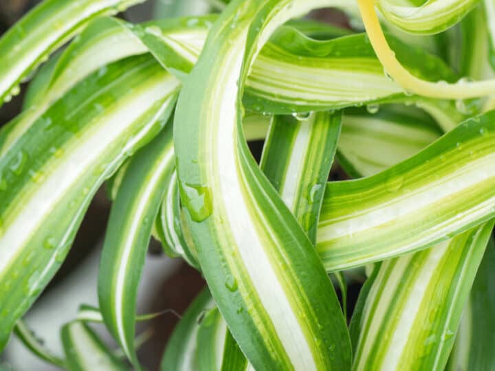 This is the variegated form of the popular spider plant
