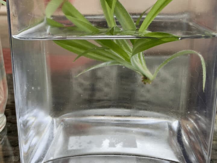 To propagate a spider plant cut off a pup and let it sit in water until it grows its own roots