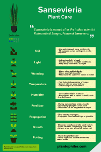Sansevieria care infographic