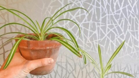 Spider Plant Care – Grow Chlorophytum Comosum