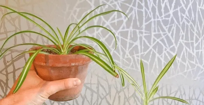 well rooted!! 3 Live Spider Plants/airplane plants