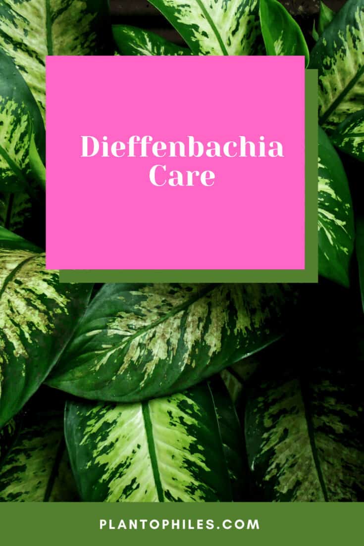 Dieffenbachia Care