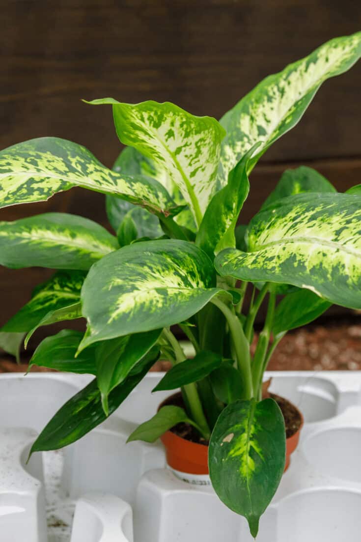 Dieffenbachia are high humidity plants. 60% or more are best for it to thrive