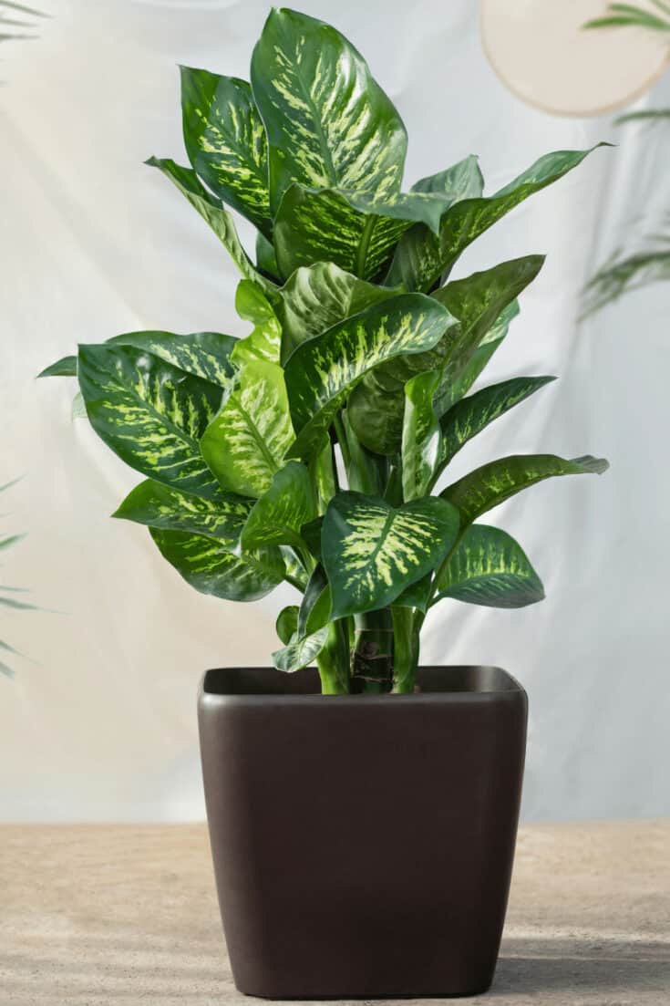 Dieffenbachia can grow up to 6 feet in height (180cm)