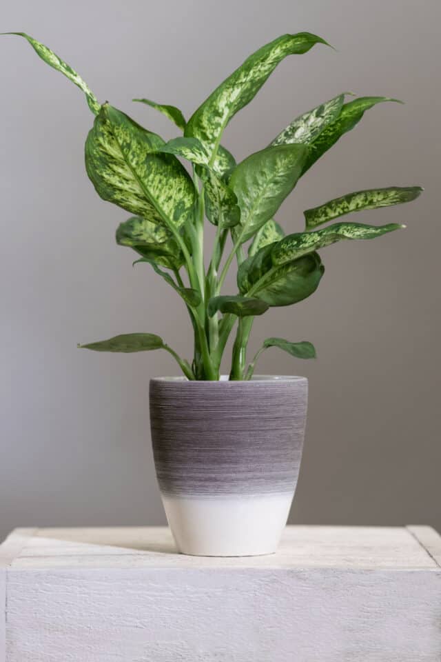 Dieffenbachia Care Indoors - Dumb Cane Growing Secrets