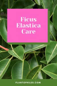 Ficus elastica Care