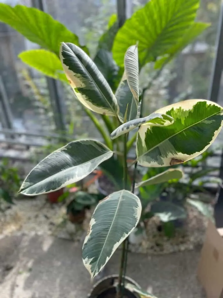 Ficus elastica tineke variegata