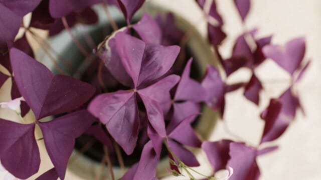 Oxalis Triangularis Care #1 Best Plant Guide