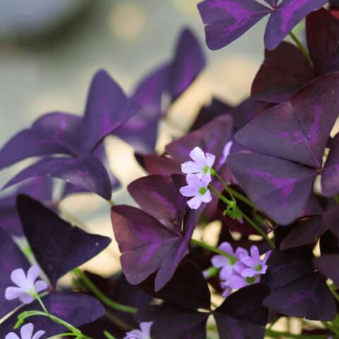 Oxalis Triangularis Care #1 Best Plant Guide