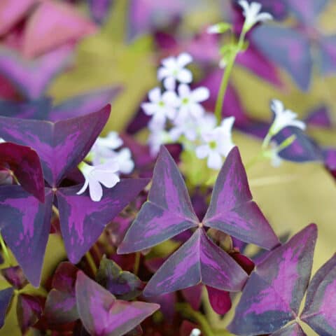 Oxalis Triangularis Care #1 Best Plant Guide