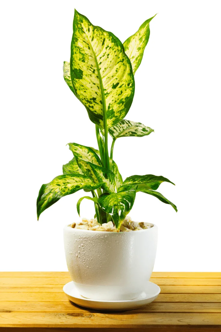 You can propagate a Dieffenbachia through stem cuttings and the air layering method